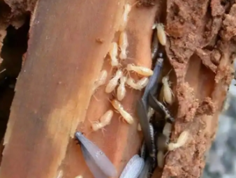 惠水白蚁防治公司分享商铺门店白蚁防控：守护经营环境，避免营业损失